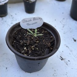 Black Beauty Tomato plant seedlings