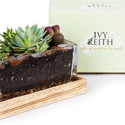 Ivy Keith 100% Leakproof Farmhouse Wooden and Glass Easy to Plant Terrarium Container Decor Flower Pot Planter DIY Display Box for Succulent Fern Moss