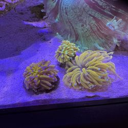 Fake Banana/golden Torch Aquarium Decoration 