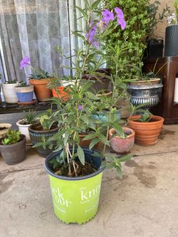 Ruellia