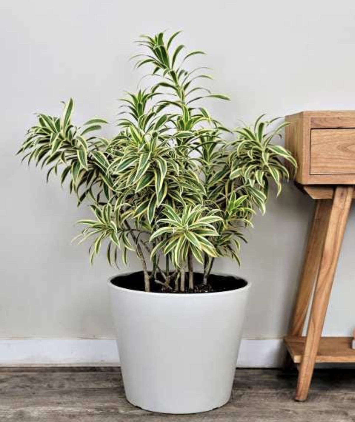 Dracaena reflexa 'Variegata'