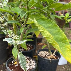 Angel Trumpet With Yellow Flowers In A 1 Gallon Pot 