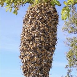 Bee Swarms