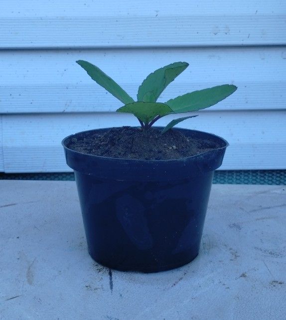 Leaf Of Life