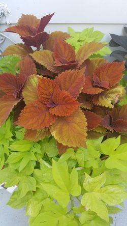 Perennial Mixed pot of flowers