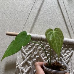 Anthurium Delta Force