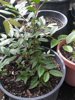 Arboles De Guayaba /Arrayan da la fruta grande difentes PrecÃos