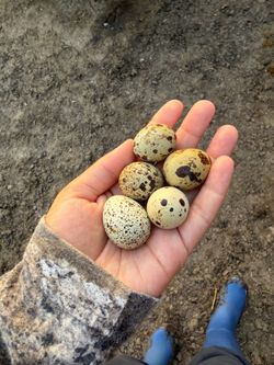 Quails / Codorniz