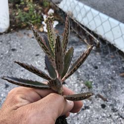 Rare Succulent That Is Going Extinct $7.00 Each 