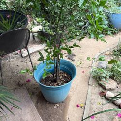 5 And A Half Ft Lemon Tree 