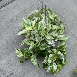 6” snow queen pothos