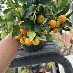 Calamondin/Calamansi Plants 