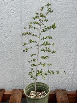 Chinese Elm Seedling 2.5yr Pre Bonsai