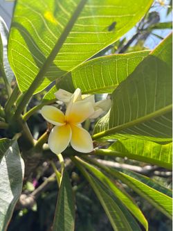 Plumeria