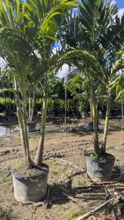 Christmas Palms Over 8 Feet Tall Instant Privacy Hedge For Fence
