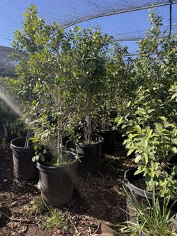 Ligistrum 15gal Closing Sale Privacy Plant 