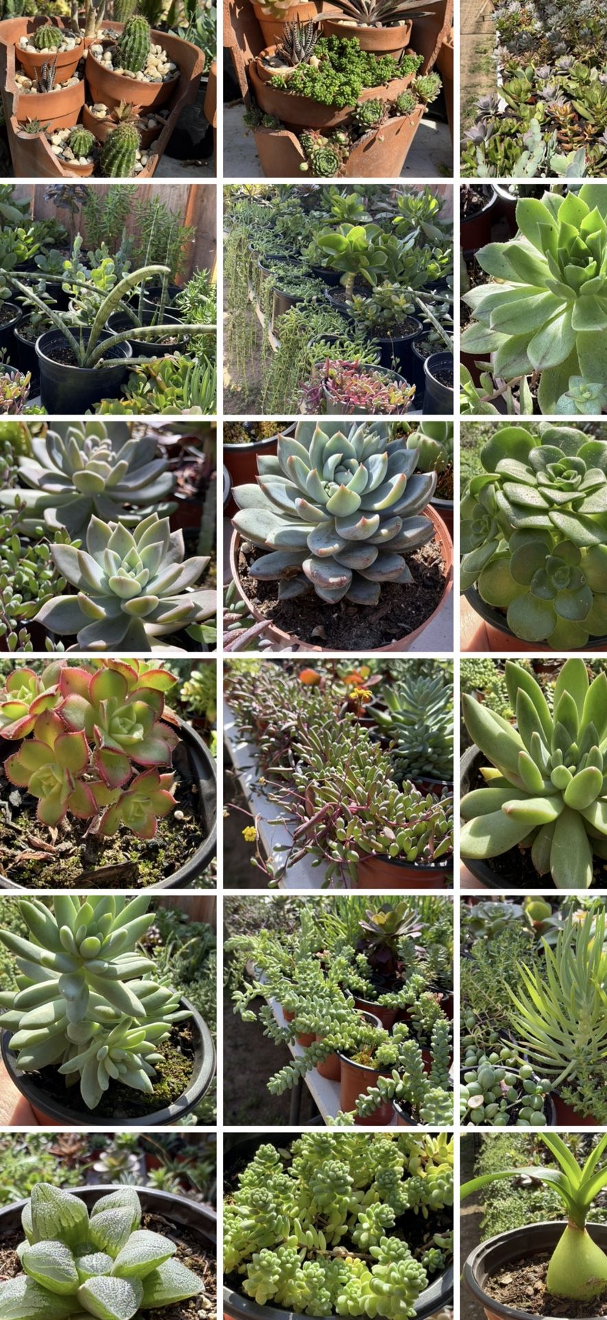 Succulent’s Plants 🪴