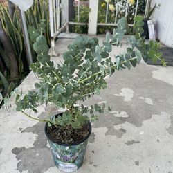 Rare Eucalyptus