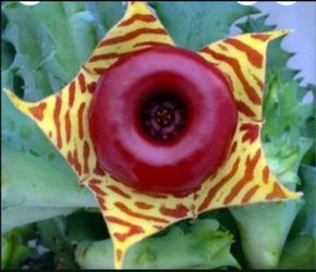 Lifesaver Cactus No Thorns Houseplant