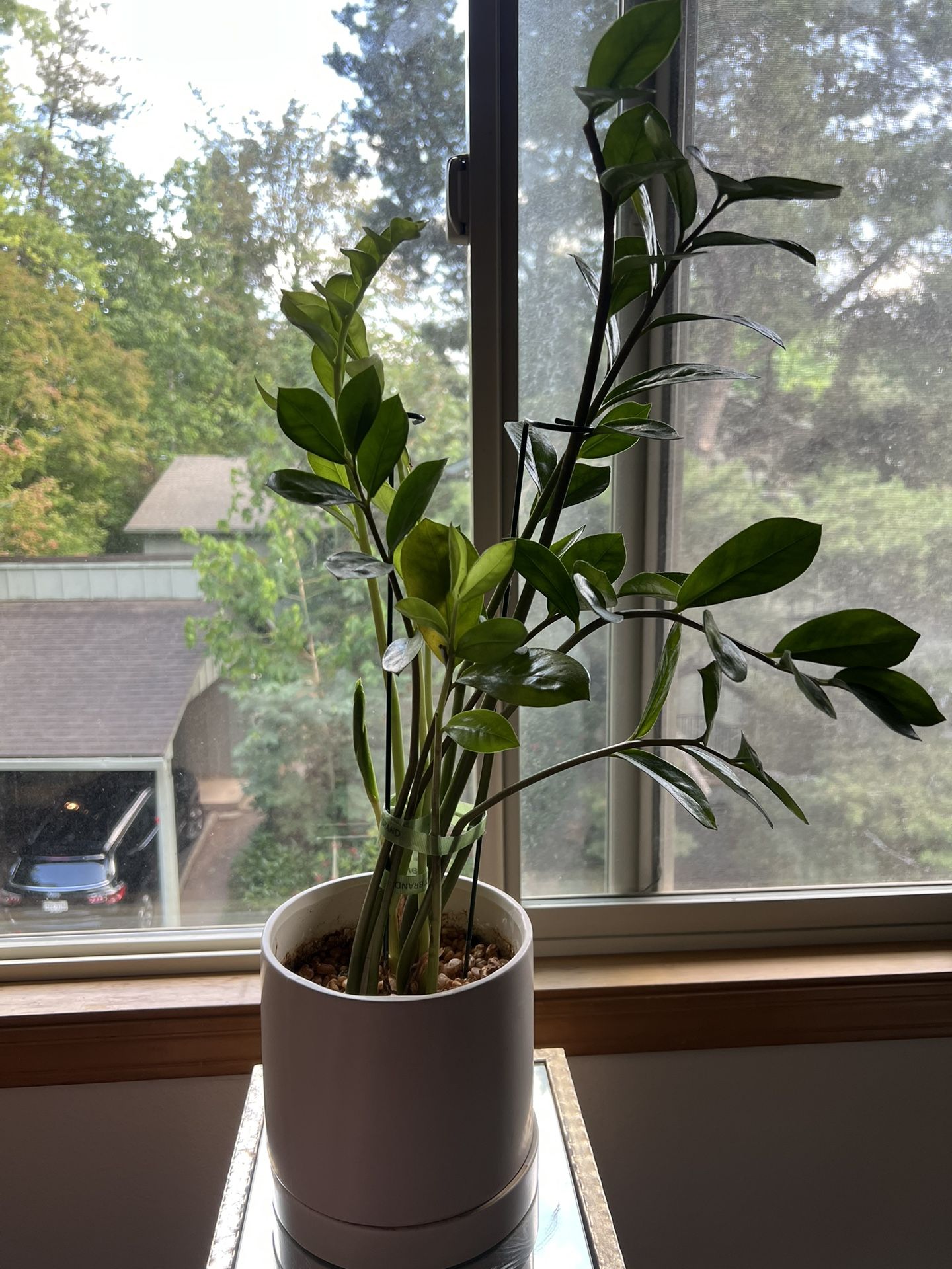 Healthy ZZ Plant – $40 OBO