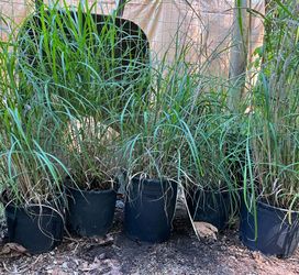 Zebra ornamental Grass - 2 gallon container, price for one