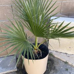 Palm Tree