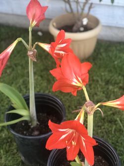 Red Hippeastrum Amaryllis Plant