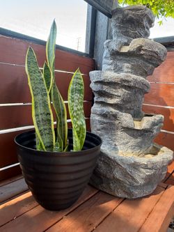Plants for Sale
