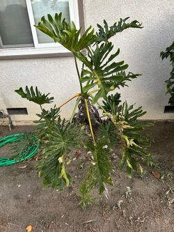 Philodendron selloum plant