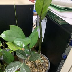 Money Tree Plant