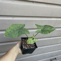 4” syngonium mojito
