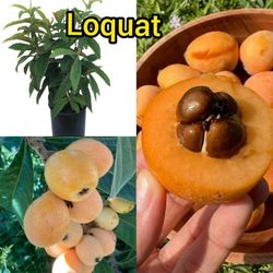 Loquat Japanese  Plum Grafted  Trees  3gal Arboles  De  Nispero  Japonese Injertados 3gal 