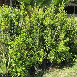 Plants