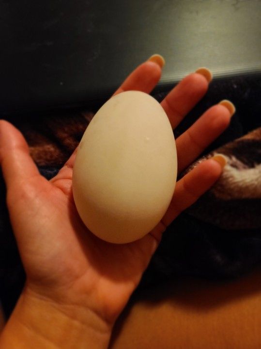 Free Range Goose Eggs