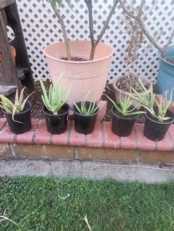Aloe Vera small $5 each.