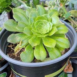 Succulent 