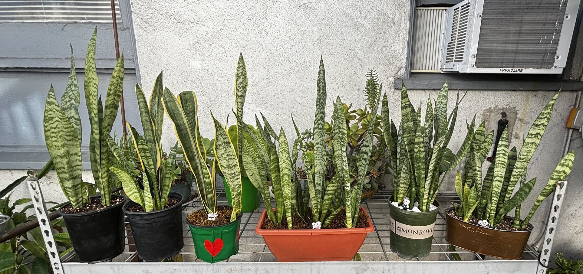SNAKE PLANTS ,KNOWN AS SANSEVIERIA The Snake Plant Is Good for Cleaning The Air.