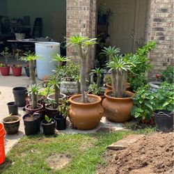 Pots And Plants