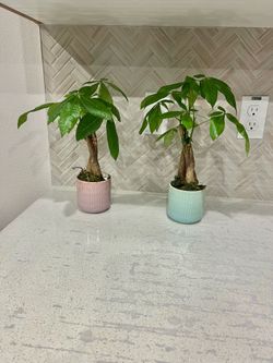 Money Tree 🌴 plants