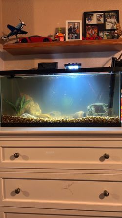 20footlong gallon tank