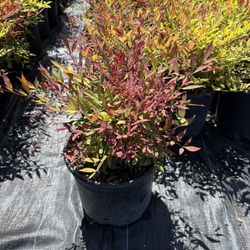 Nandina Moyers Red