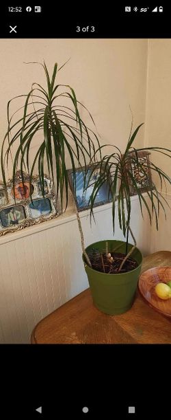 Plants For Sale