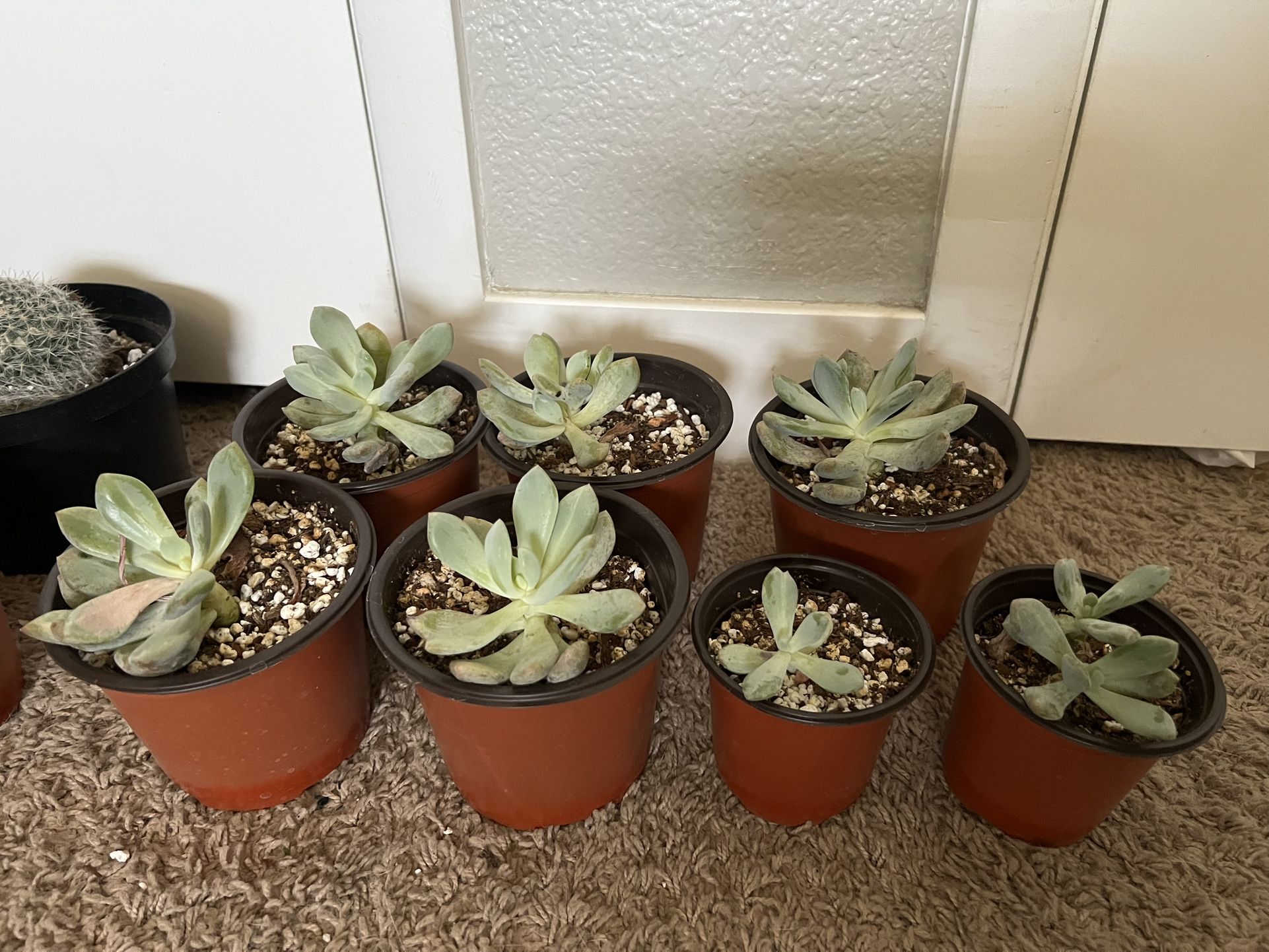 Blue Jasper Succulents