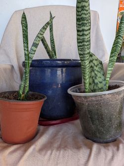Clean your air with Snake plants, Elephant bush, and Aloe all in different sizes available from $10 up to $200 for the big ones