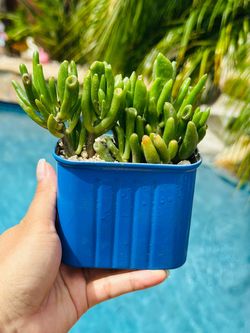 Gollum Jade Succulent in Blue Pot