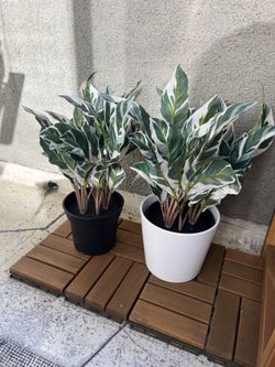Two plants