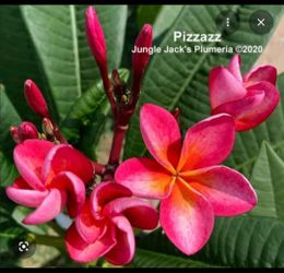 Pizzazz rooted plumeria 16" 3 tips