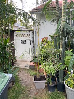 9ft Palm