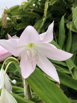 Crinum lily Bulbs 