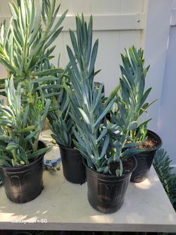 Succulents